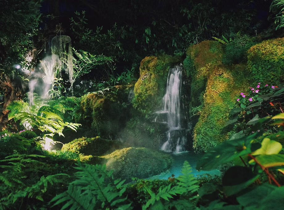 Rainforest